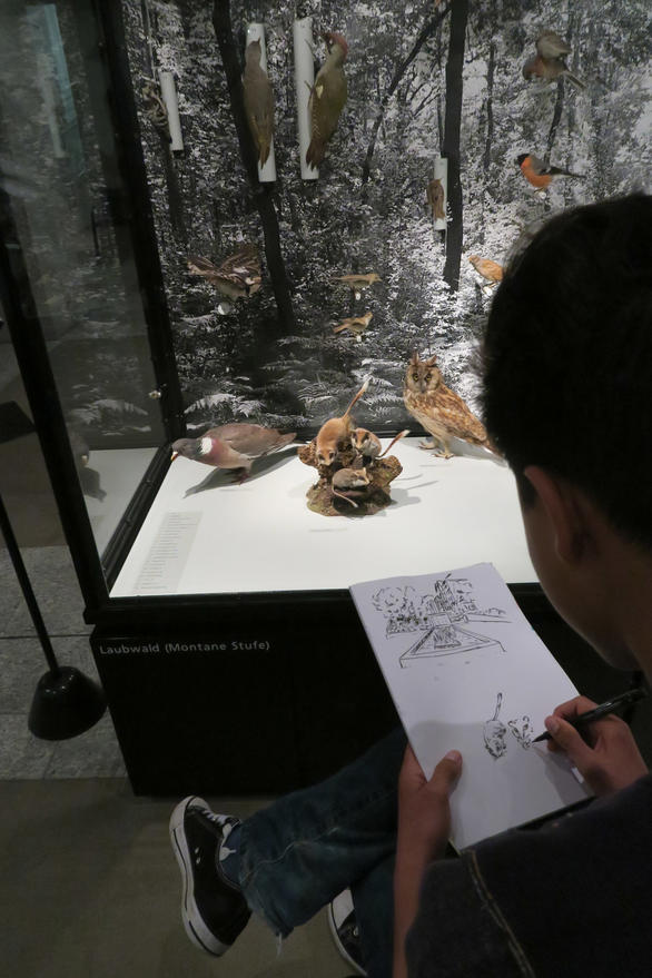 Zeichnungsrecherche im Naturmuseum im Vorkurs SfG St.Gallen 2016